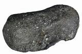 Fossil Whale Ear Bone - Miocene #177766-1
